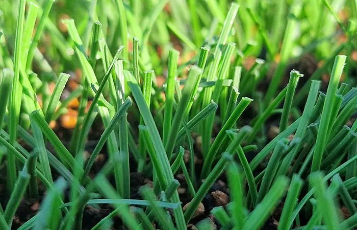 人造草足球场填充物科学指南｜坤阳体育SSBR/TPE双认证系统解密